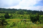 arrozales de Jatiluwih
Bali arrozales