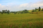 Plantaciones de arroz
bali