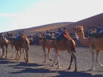 CAMELLOS EN LANZAROTE