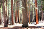 ÁRBOLES EN YOSEMITE