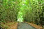 BAMBOO FOREST - BALI
