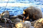 EL BANQUETE DEL GRIZZLY