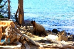 GRIZZLY  INSPECCIONANDO EL TERRENO