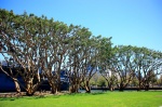 ARBOLES EN SAN DIEGO