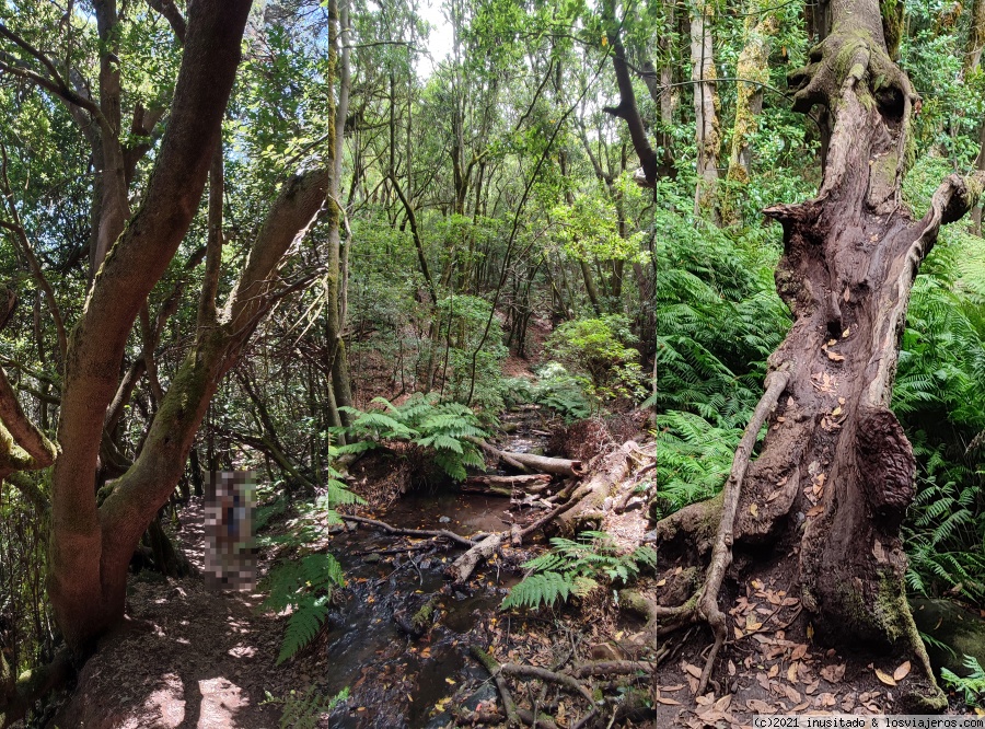 Pateando Canarias durante dos semanas (2021) - Blogs de España - Día 6: La Gomera (Parque Nacional de Garajonay) (5)