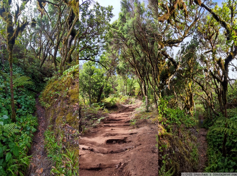 Pateando Canarias durante dos semanas (2021) - Blogs de España - Día 6: La Gomera (Parque Nacional de Garajonay) (2)