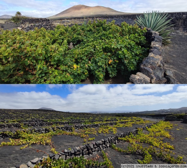 Lanzarote - La Geria
Lanzarote - La Geria
