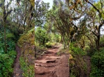 La Palma - Parque Nacional de Garajonay (laurisilva)