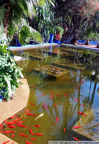 Jardines Majorelle
Jardines Majorelle
