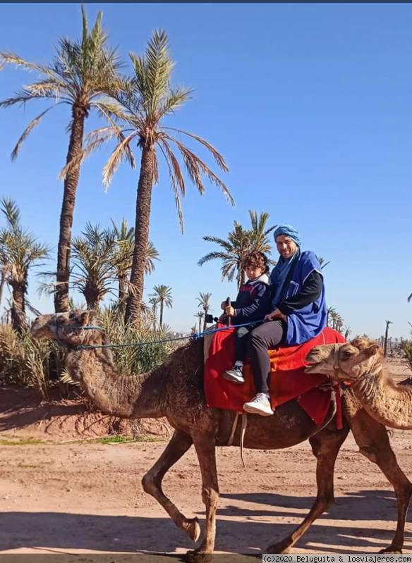 Marrakech cercana y exotica - Blogs de Marruecos - Camellos, Calesa, Jardines de Majorelle (2)