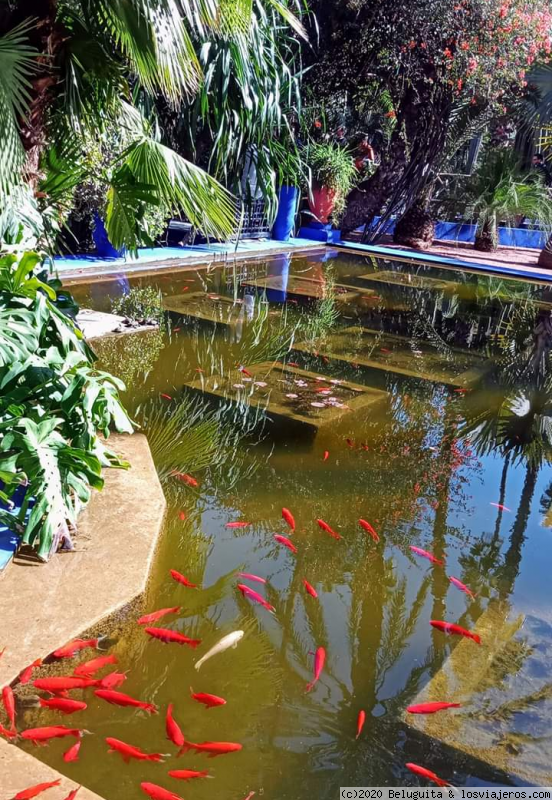 Camellos, Calesa, Jardines de Majorelle - Marrakech cercana y exotica (4)