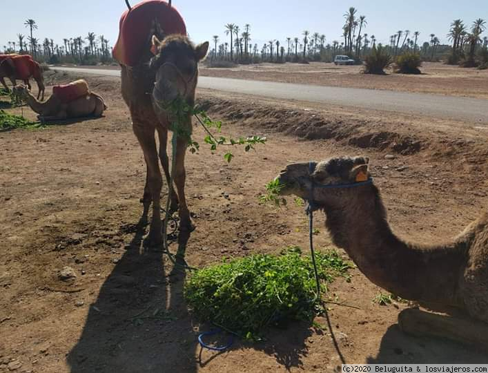 Marrakech cercana y exotica - Blogs de Marruecos - Camellos, Calesa, Jardines de Majorelle (1)
