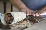 tabaco
Viñales, tabaco, campesino, liando