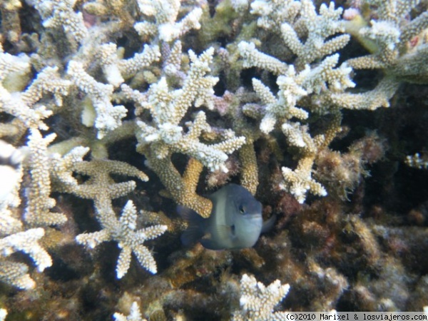 Kandholhu, bajo el agua
El blanco coral y mi amigo¡¡¡¡¡¡¡¡
