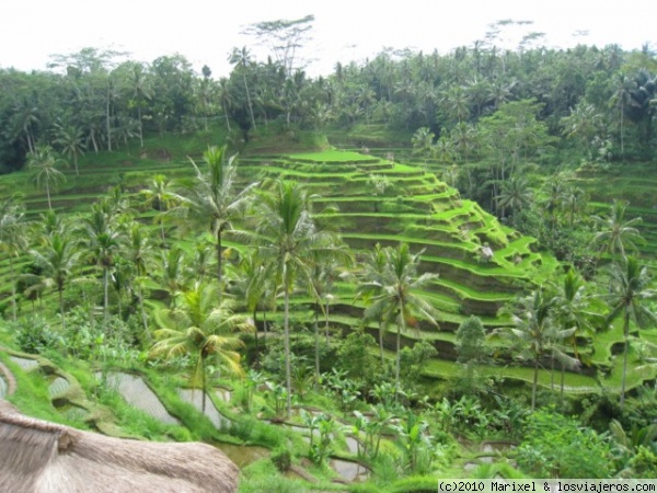 Bali Arrozales de Tagalagang
Arrozales próximos a Ubud
