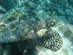 Kandholhu, underwater