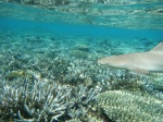 Kandholhu, bajo el agua