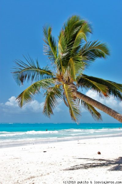 playa paraiso
palmera en playa paraiso , riviera maya
