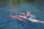 nado con delfines
nado, delfines, dentro, puerto, aventura
