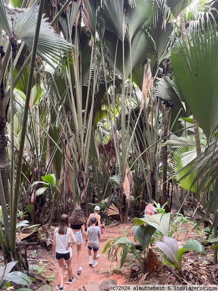 Valle de Mai
Imponentes palmeras en el Valle de Mai, Praslin. Hogar del famoso Coco de mer.
