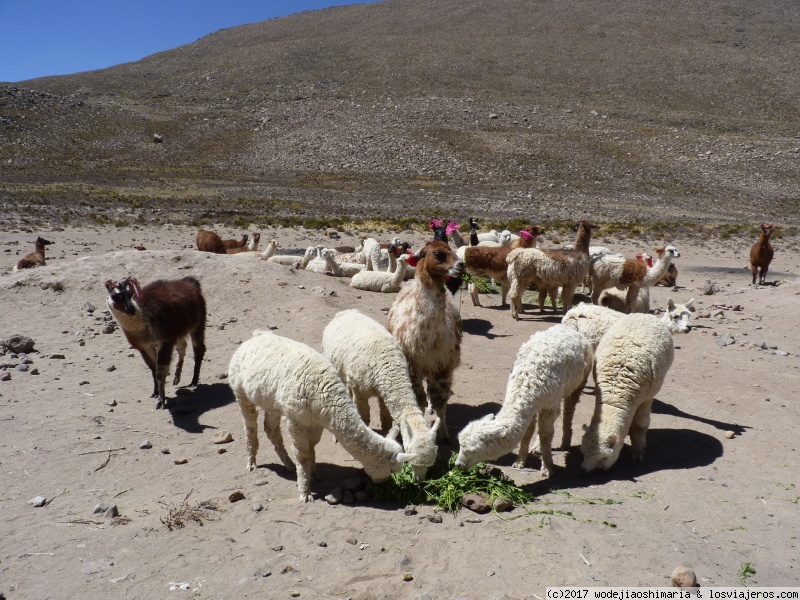 Nuestro viaje a Peru en 15 dias - Blogs de Peru - Dia 5. Primer dia de Colca (30 agosto) (2)