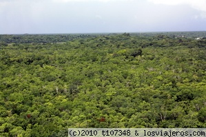 La selva
Viatas desde lo alto de la piramide de Cobá
