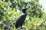 Sian Ka'an - un pajarito
Sian Ka'an Riviera Maya Méjico