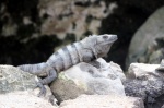 Tulun - Iguana
Tulun Riviera Maya Méjico