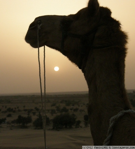 Paseo en Camello en el desierto de Jaisalmer (India)
Paseo en Camello en el desierto de Jaisalmer (India)
