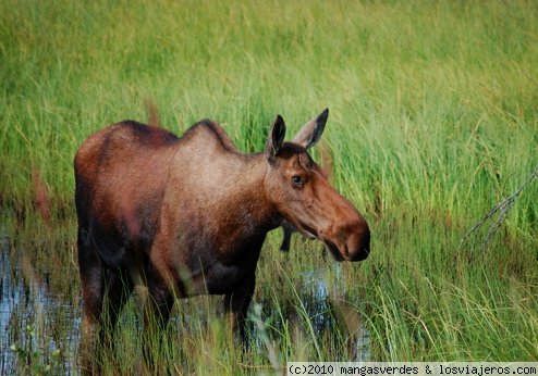 Alce
En Alaska es relativamente fácil ver alces al pie de la carretera.
