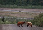 Osos en Denali National Park, Alaska