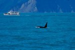 Orca
Orca, Kenai, Fjords, National, Park, Alaska