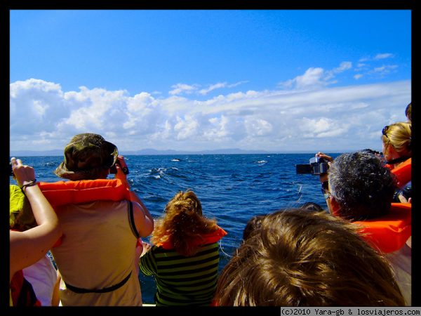 Avistación Ballenas jorobadas en la bahia Samanà
Avistación de las ballenas jorobadas en la bahia de Samanà
