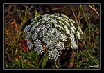 Flor en el campo