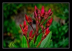 Flower in a garden of Marbella