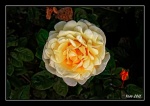 Rosa amarilla en un jardin...
