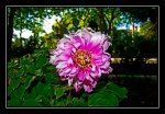 Flower in the Alameda de Ronda