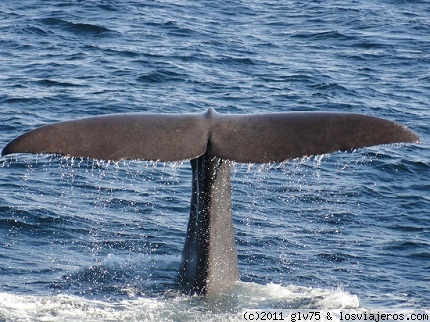 Festival de Ballenas y Delfines en Costa Rica