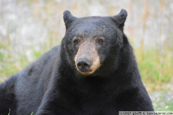 Oso Yogui
Oso negro en las rocosas canadienses, comiendo hierba tranquilamente junto a la carretera
