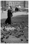 Pigeons in Sergiyev Posad