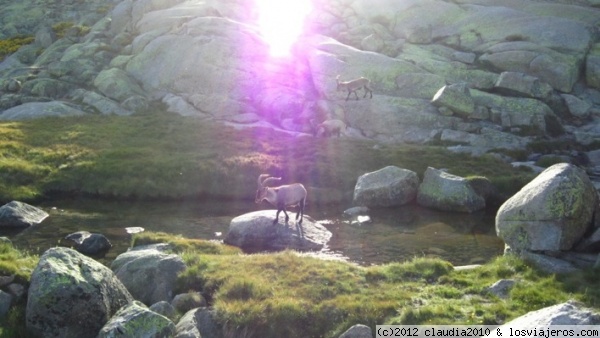 Cabras en Gredos
Un día de paseo por Gredos, me pareció ideal que la cabra se parara en la piedra justo debajo de los rayos del sol.
