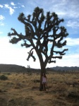 Joshua Tree (California)