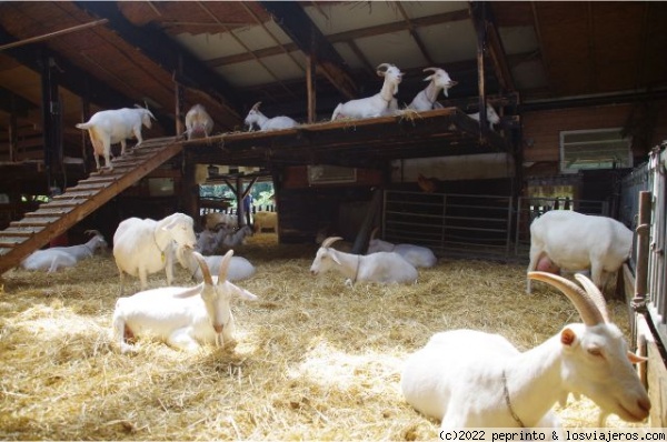 granja GEITENBOERDERIJ
holanda

