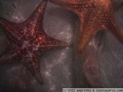 star fish point
estrella de mar en islas caimán
