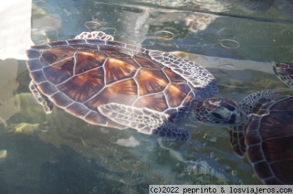 3 días en las Islas Caimán desde Miami - Blogs de Caribe - 2º día: Turtle Center y Playa Seven Mille (segunda parte) (1)