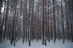 bosque Laponia