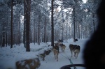 trineo huskys
Santa, Claus, Village, Rovaniemi, trineo, huskys