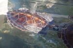 Turtle Center