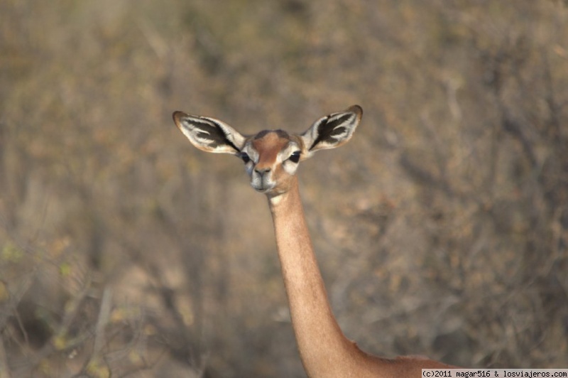 Foro de Samburu Que Ver en África del Este: Gerenuk en Samburu