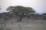 Acacia en Samburu